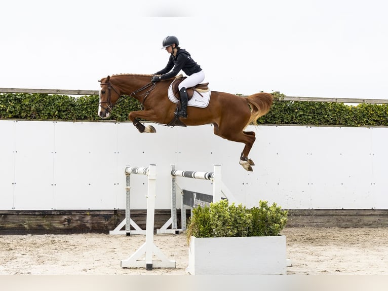 Westphalien Jument 3 Ans 165 cm  in Waddinxveen