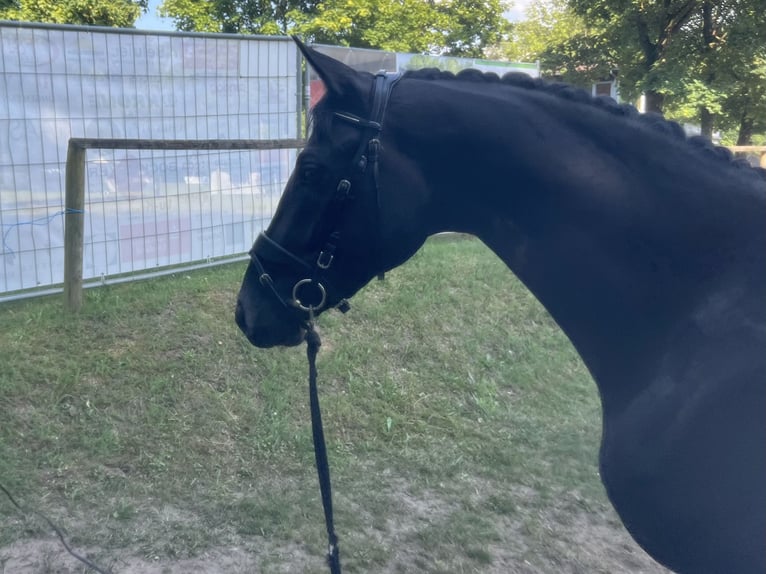 Westphalien Jument 3 Ans 165 cm Noir in Lingen