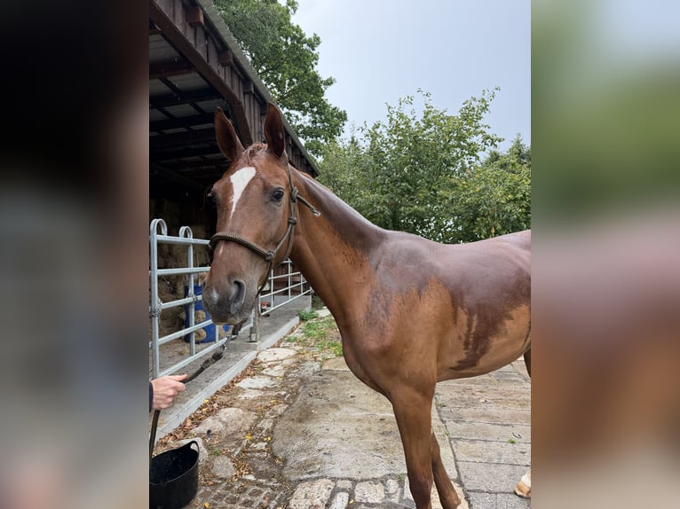 Westphalien Jument 3 Ans 166 cm Alezan in Lützeroda