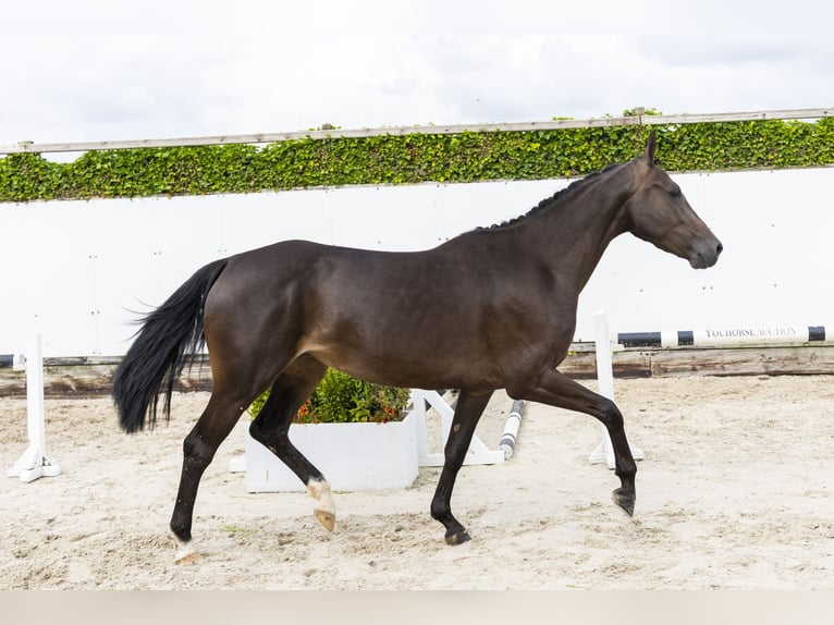 Westphalien Jument 3 Ans 166 cm Bai brun in Waddinxveen