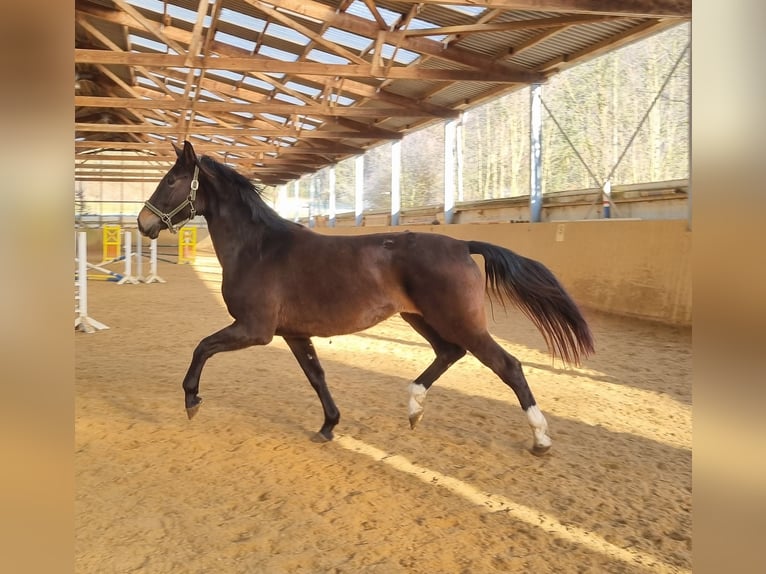 Westphalien Jument 3 Ans 166 cm Bai brun foncé in Herborn