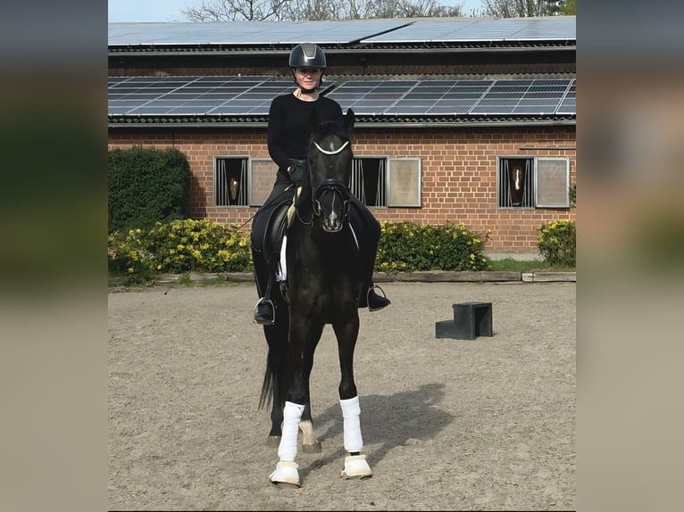 Westphalien Jument 3 Ans 166 cm Noir in Lippetal