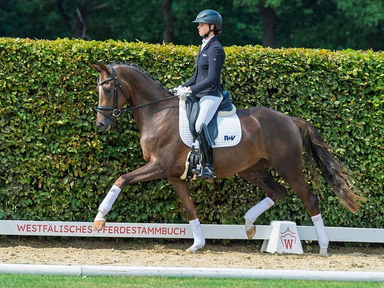 Westphalien Jument 3 Ans 167 cm Alezan brûlé in M&#xFC;nster