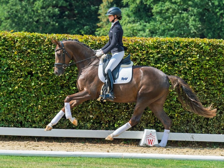 Westphalien Jument 3 Ans 167 cm Alezan brûlé in M&#xFC;nster