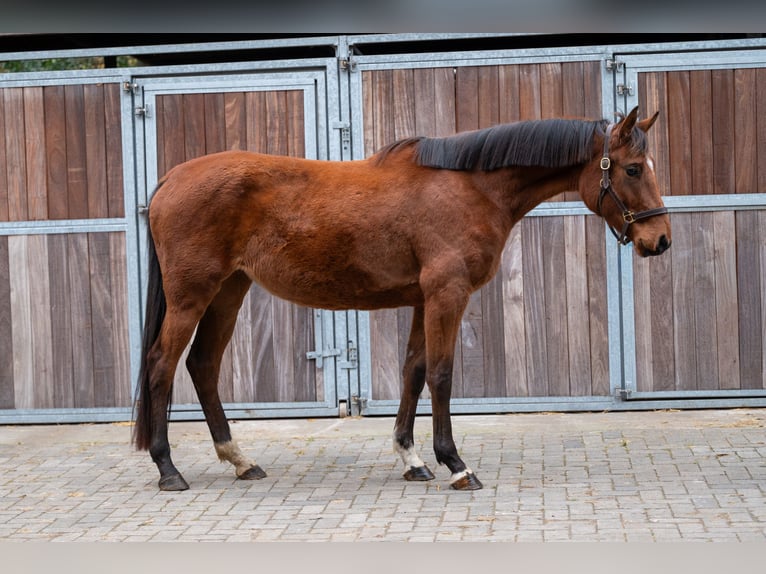 Westphalien Jument 3 Ans 167 cm Bai in GROTE-BROGEL