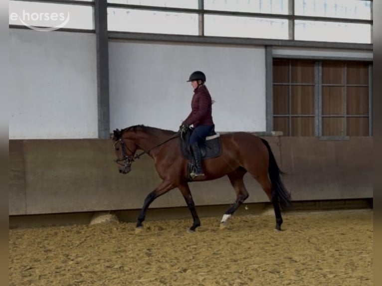 Westphalien Jument 3 Ans 169 cm Bai in Münster
