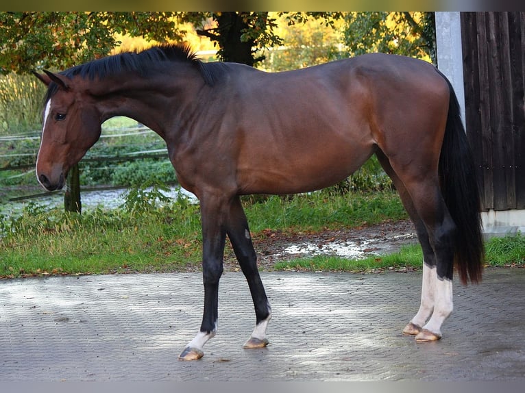 Westphalien Jument 3 Ans 170 cm Bai in Wesel