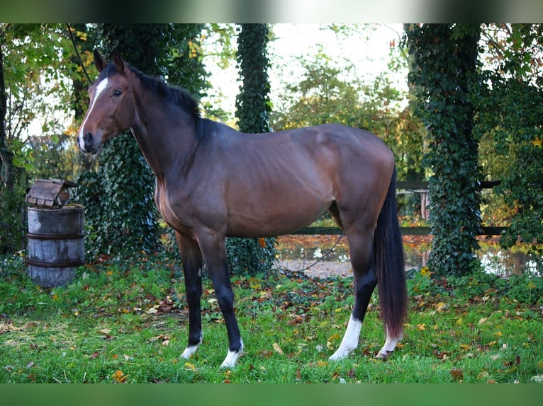 Westphalien Jument 3 Ans 170 cm Bai in Wesel