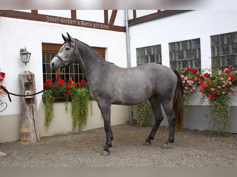Westphalien Jument 3 Ans 170 cm Gris pommelé in Schmallenberg