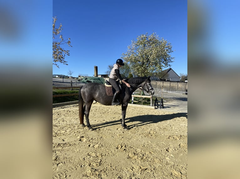 Westphalien Jument 3 Ans 170 cm Gris pommelé in Schmallenberg