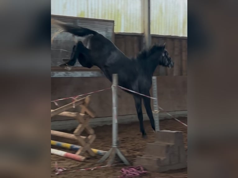 Westphalien Jument 3 Ans 170 cm Gris pommelé in Einbeck
