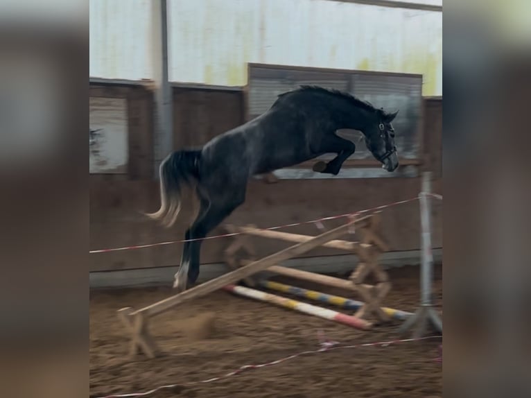 Westphalien Jument 3 Ans 170 cm Gris pommelé in Einbeck