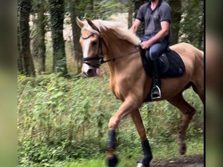 Westphalien Jument 3 Ans 170 cm Palomino in Springe