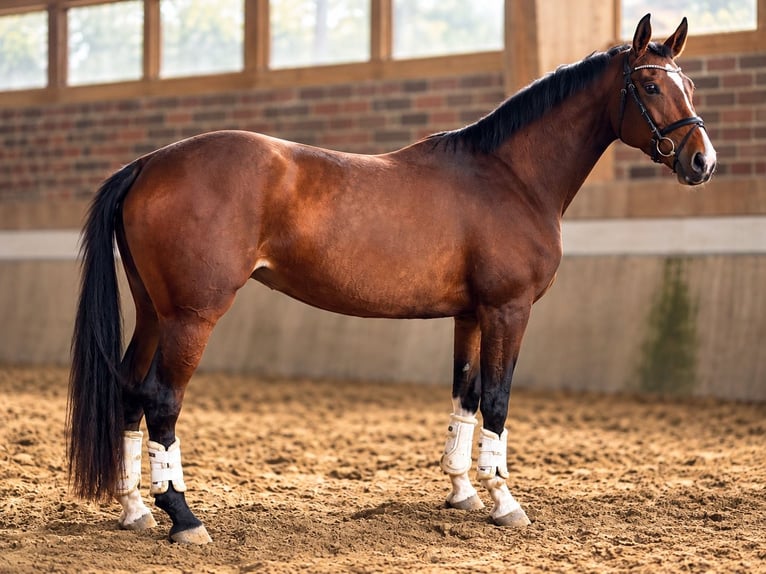 Westphalien Jument 3 Ans 171 cm Bai cerise in Gevelsberg