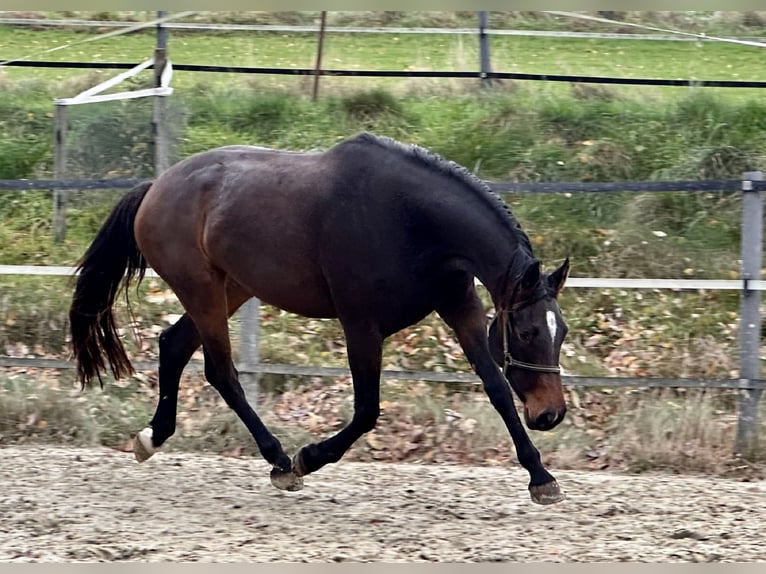 Westphalien Jument 3 Ans 171 cm Bai in Vlotho