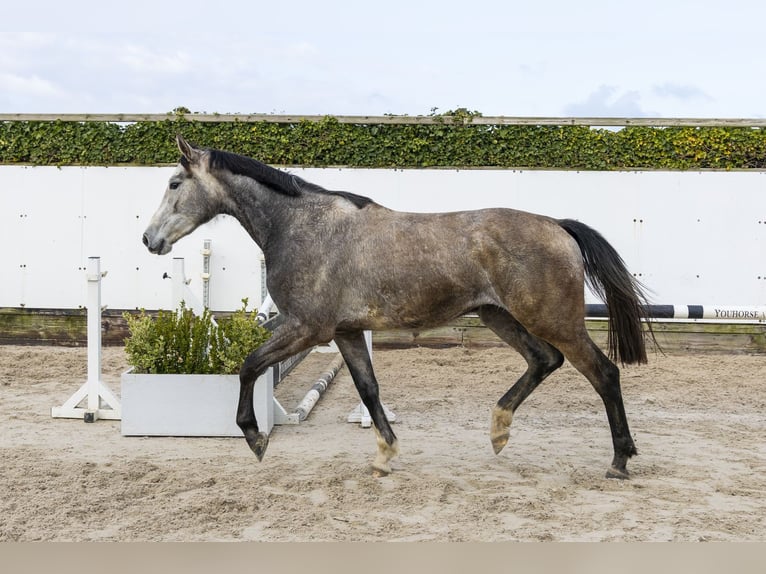 Westphalien Jument 3 Ans 171 cm Gris in Waddinxveen