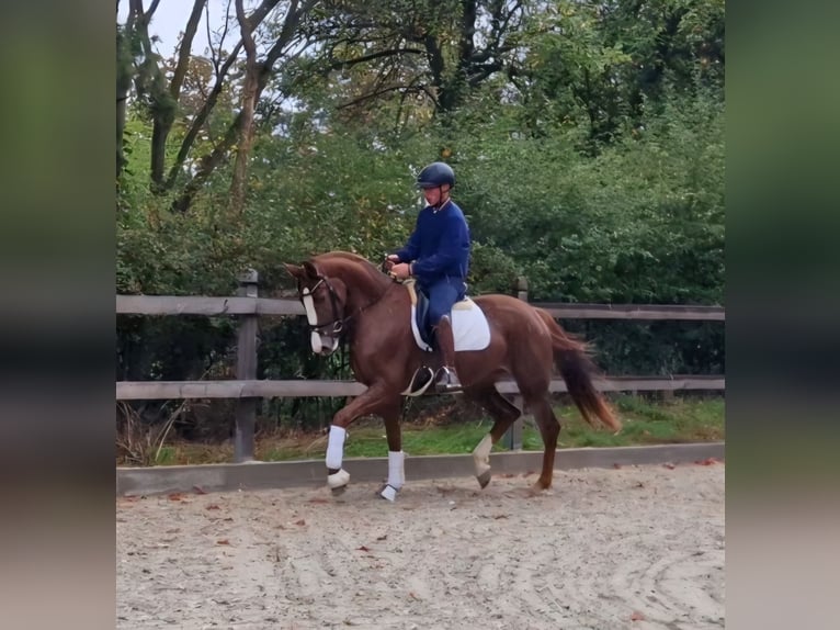 Westphalien Jument 3 Ans 172 cm Alezan in Bramsche