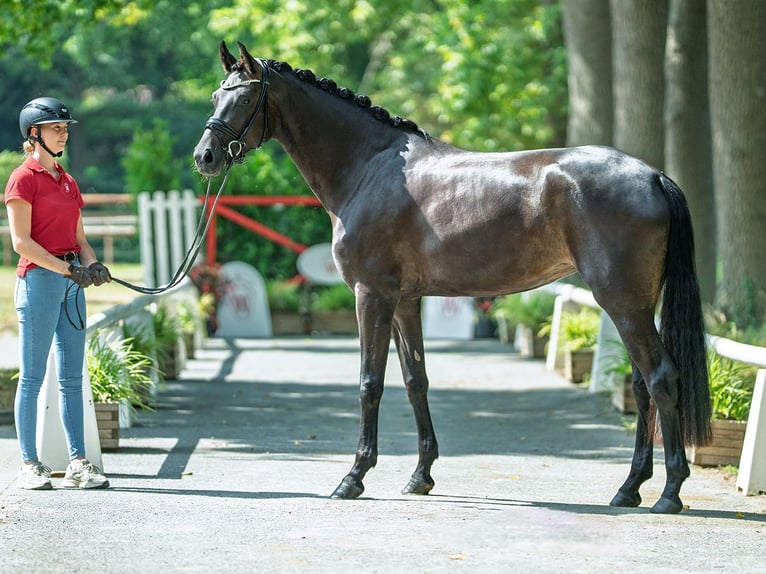 Westphalien Jument 3 Ans 172 cm Bai in M&#xFC;nster-Handorf