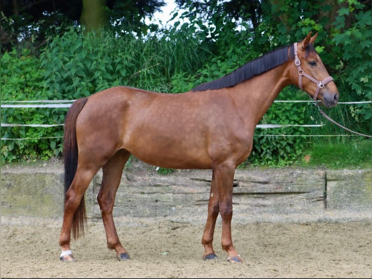 Westphalien Jument 3 Ans 174 cm  in Nottuln