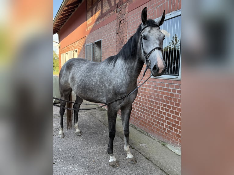 Westphalien Jument 3 Ans 174 cm Gris in Themar