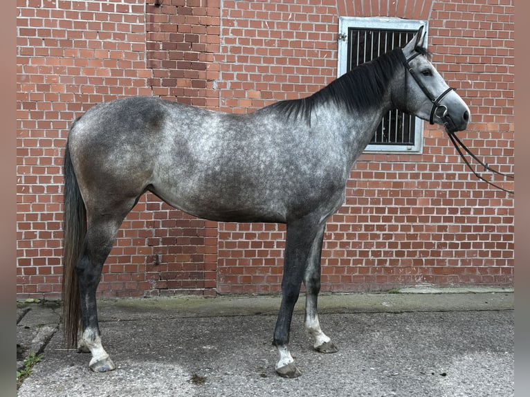 Westphalien Jument 3 Ans 174 cm Gris in Themar