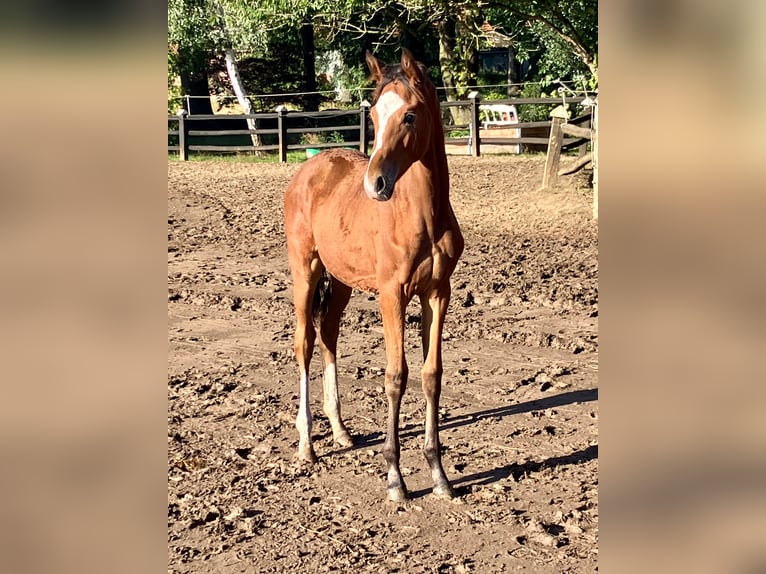 Westphalien Jument 3 Ans Bai in Neuenkirchen