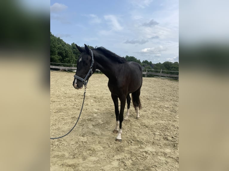 Westphalien Jument 3 Ans Noir in Wenden