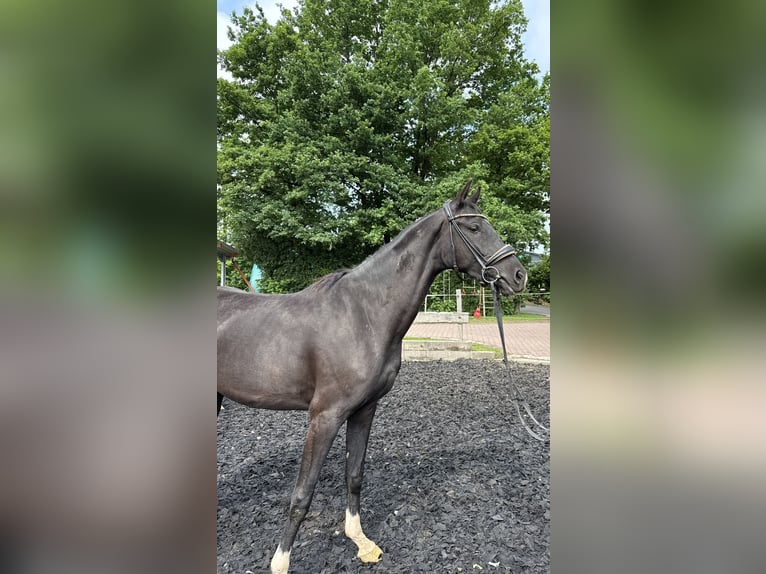 Westphalien Jument 3 Ans Noir in Wenden