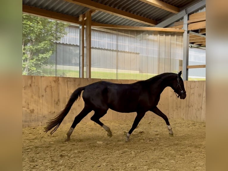 Westphalien Jument 3 Ans Noir in Wenden
