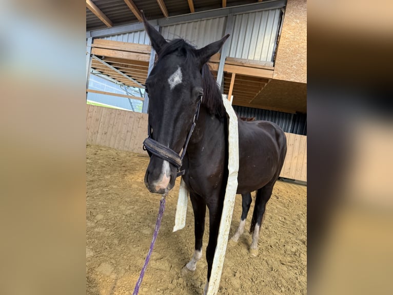 Westphalien Jument 3 Ans Noir in Wenden