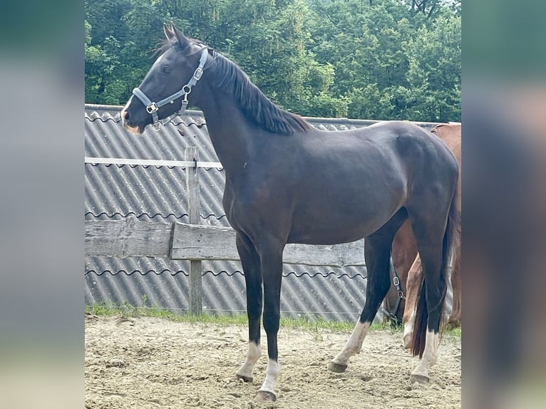 Westphalien Jument 3 Ans Noir in Wenden