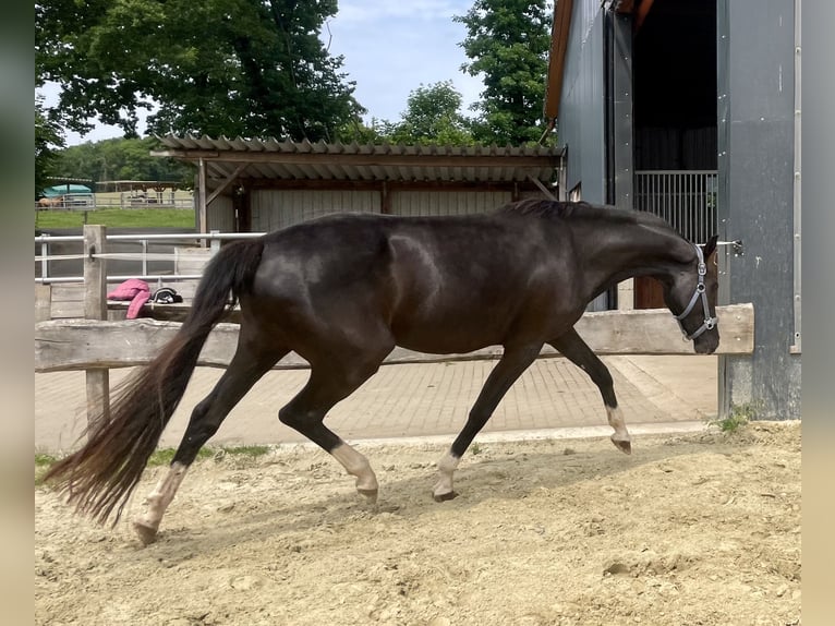 Westphalien Jument 3 Ans Noir in Wenden
