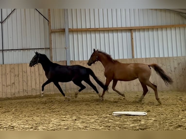 Westphalien Jument 3 Ans Noir in Wenden