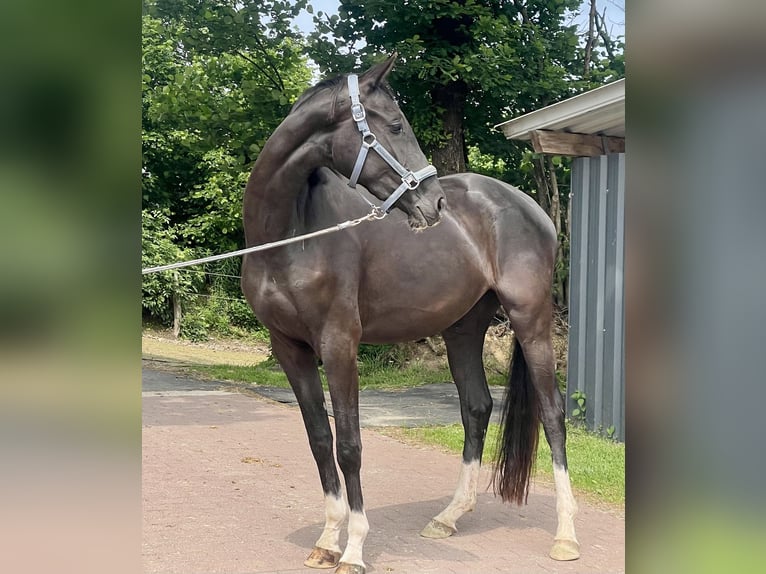 Westphalien Jument 3 Ans Noir in Wenden
