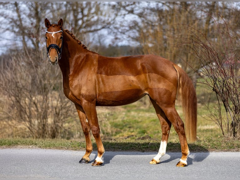 Westphalien Jument 4 Ans 156 cm Alezan in Rosenheim