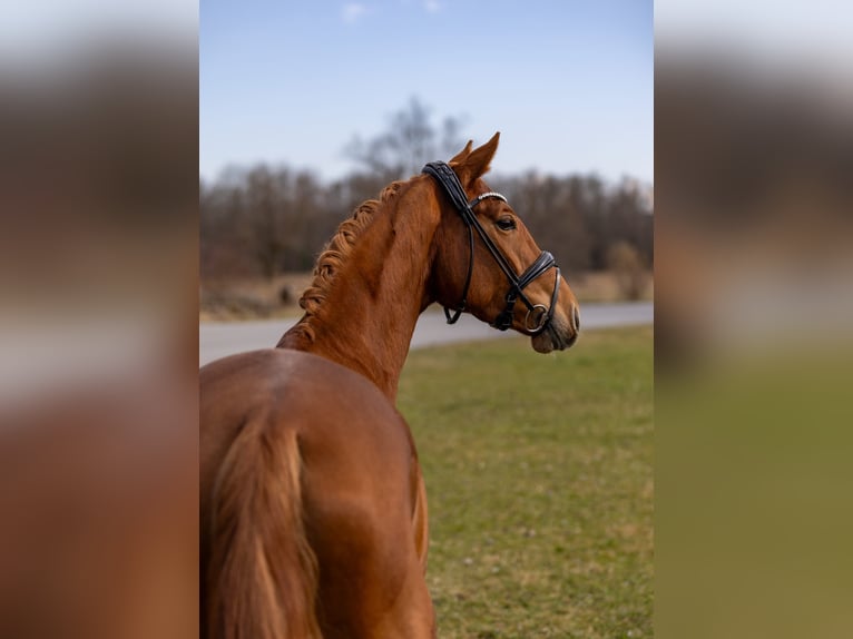 Westphalien Jument 4 Ans 156 cm Alezan in Rosenheim