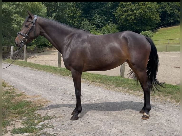 Westphalien Jument 4 Ans 158 cm Bai brun in Barntrup