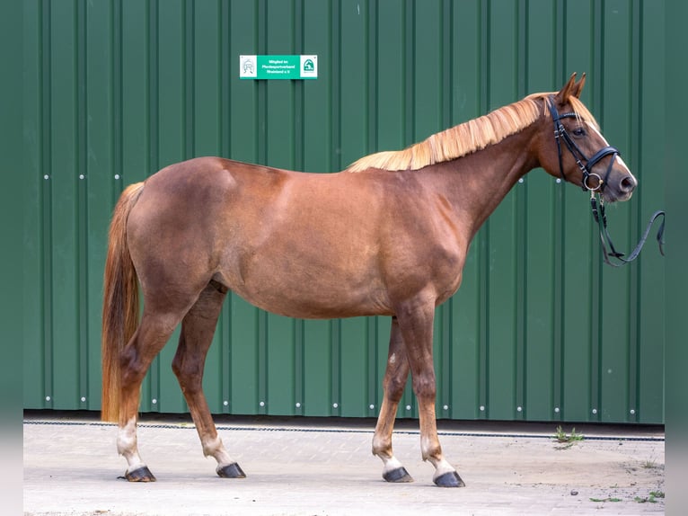 Westphalien Jument 4 Ans 160 cm Alezan brûlé in K&#xFC;rten