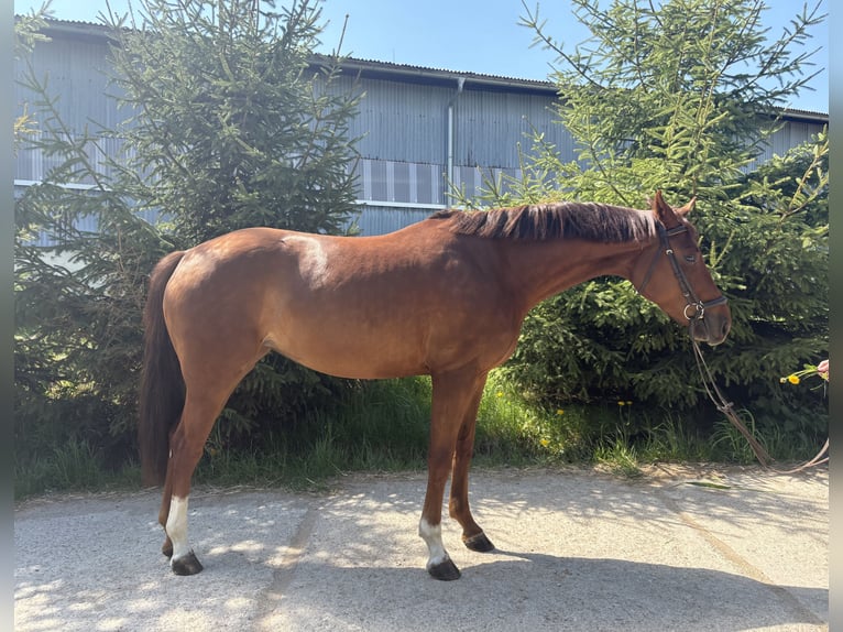 Westphalien Jument 4 Ans 160 cm Alezan brûlé in Martin