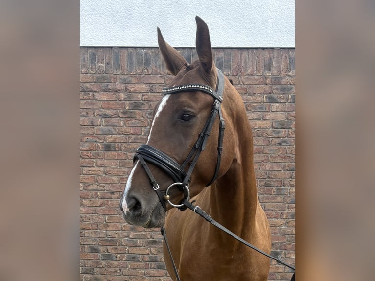Westphalien Jument 4 Ans 160 cm Alezan brûlé in Niederkassel