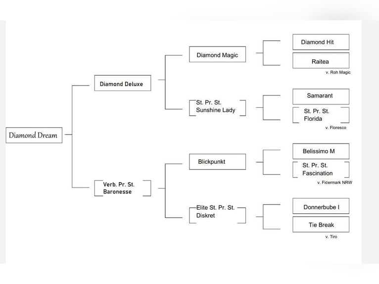 Westphalien Jument 4 Ans 160 cm Bai in Wenden