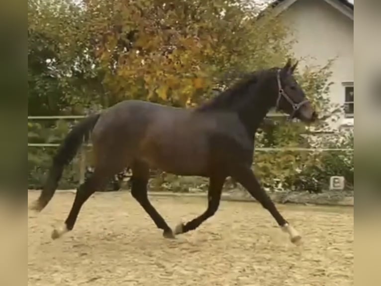 Westphalien Jument 4 Ans 160 cm Bai in Wenden