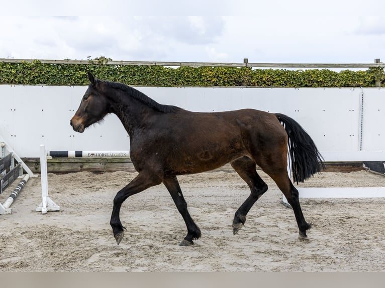 Westphalien Jument 4 Ans 160 cm Bai in Waddinxveen