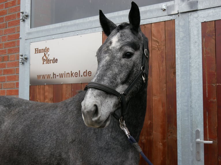 Westphalien Jument 4 Ans 160 cm  in Dorsten