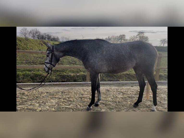 Westphalien Jument 4 Ans 160 cm Gris pommelé in Nordkirchen