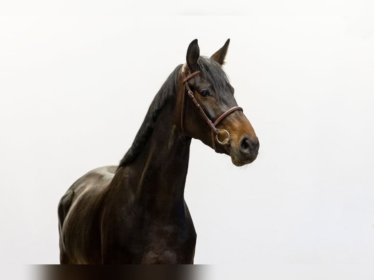 Westphalien Jument 4 Ans 161 cm in Waddinxveen