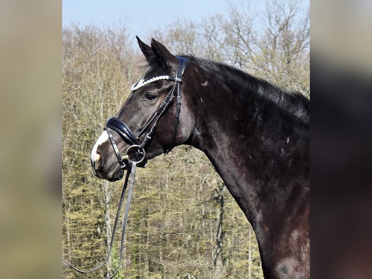 Westphalien Jument 4 Ans 161 cm Noir in Ruppichteroth