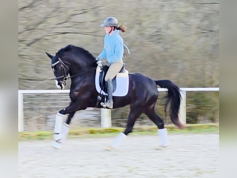 Westphalien Jument 4 Ans 161 cm Noir in Ruppichteroth