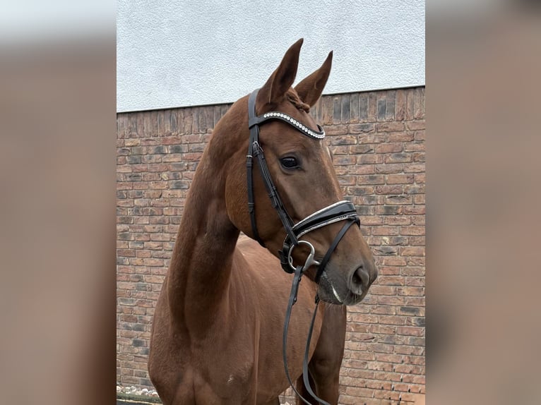 Westphalien Jument 4 Ans 162 cm Alezan brûlé in Niederkassel