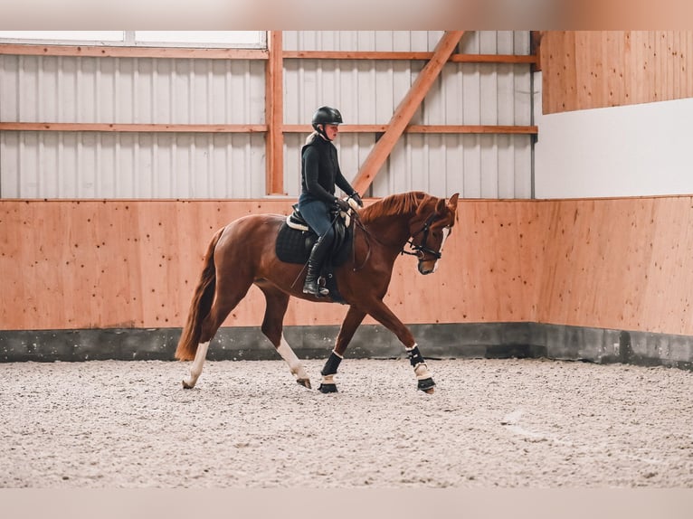 Westphalien Jument 4 Ans 162 cm Alezan in Nordleda